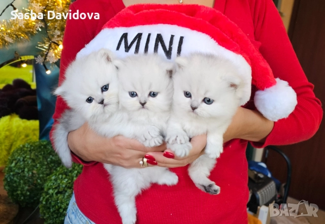 Британски дългокосмести котенца