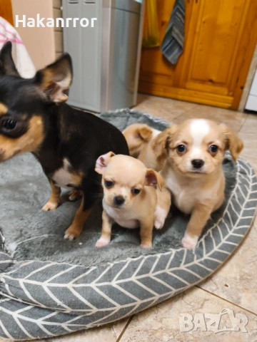 Продавам чихуахуа, снимка 4 - Чихуахуа - 53757349