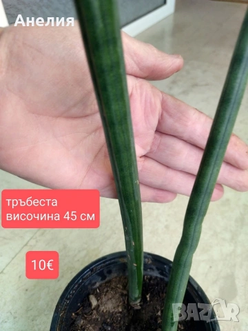Сансевиери няколко вида ( вижте описанието), снимка 3 - Стайни растения - 54287373