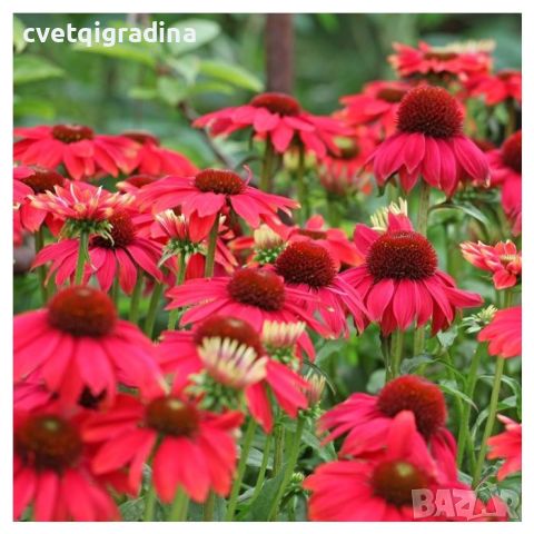 Echinacea  Vintage Ruby(Ехинацея Винтидж рубин), снимка 2 - Градински цветя и растения - 46186734