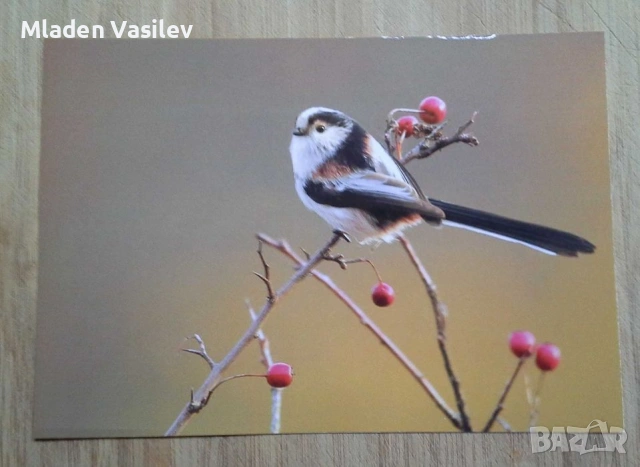 Колекция пощенски картички с авторски фотографии на животни, снимка 8 - Колекции - 53480611