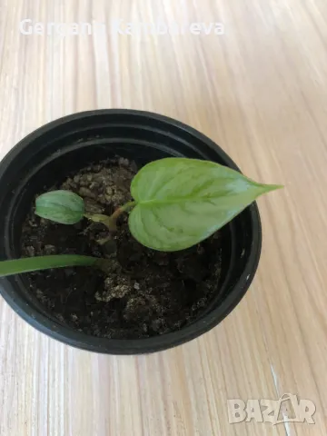 Philodendron Sodiroi , снимка 3 - Стайни растения - 49514517