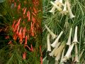 Руселия Червена Бяла, снимка 1 - Градински цветя и растения - 45890156