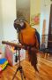 Папагал ара, снимка 1 - Папагали - 45694253