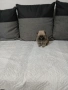 Mini Pomeran, снимка 4