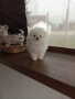 Чисто бели миниатюрни мини Померани. Реални снимки от 21.03.26, снимка 6