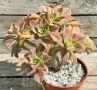 Aeonium Leucoblepharum, снимка 2