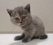 Британска късокосместа малки котенца, снимка 5