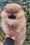 Померан момче , снимка 2