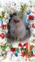Персийски дългокосместа хималайски колорпойнт сини очи женско и мъжко малки котета разкошни любимци!, снимка 18