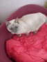 Британска Котка , снимка 4
