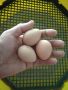 яйца от Токачки, снимка 1 - други­ - 45216176