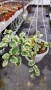 Кошница с вариегатна Винка, Vinca major Variegata, снимка 9