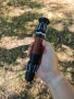 Светещ в тъмното Светлинен меч Rey Skywalker Lightsaber StarWars, снимка 6