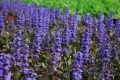 Ajuga Braunherz (Аюга), снимка 2