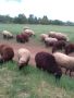 Продавам млади овце за  тамазлък  ,на първо и второ агнени , снимка 1 - Овце - 45698673