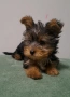 Мини йорки женско 2 месеца, снимка 2