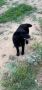 Каракачанско куче мъжко, снимка 1 - Каракачанска овчарка - 45912183