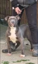 Американско Були Хл/American Bully XL , снимка 7