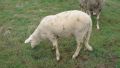 мъжко агне, снимка 1 - Овце - 45240021