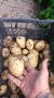 Пресни картофи , снимка 1 - Оранжерии - 45422915