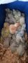 Монашески папагал Ръчно хранени бебета за дохранване или самостоятелни !, снимка 1 - Папагали - 45794719