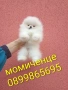 Бели мини Померани. Реални снимки от 04.04.26 г. , снимка 4