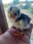 пилета мешени породи , снимка 1 - Кокошки и пуйки - 45716078