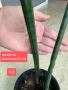 Сансевиери няколко вида ( вижте описанието), снимка 3