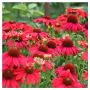 Echinacea  Vintage Ruby(Ехинацея Винтидж рубин), снимка 2