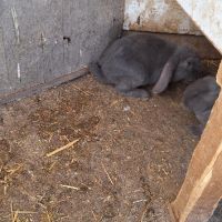 Продавам зайци   порода френски кочовати в село кошмар тервелско  , снимка 4 - Други - 41341211