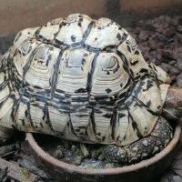 Леопардови костенурки, снимка 5 - Костенурки - 45452156