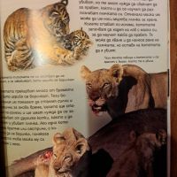 Енциклопедия за големите котки, снимка 3 - Енциклопедии, справочници - 45751715
