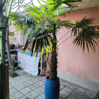 Финикова палма 2 м, снимка 3 - Градински цветя и растения - 45031090