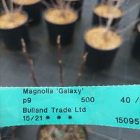 Магнолия Галакси, Magnolia ‘Galaxy’, снимка 5 - Градински цветя и растения - 44402951