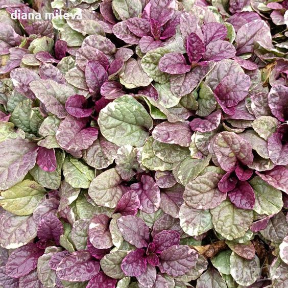 АЮГА ПЪСТРОЛИСТНА, Ajuga ‘Burgundy Glow’, студоустойчива, почвопокривна, снимка 1