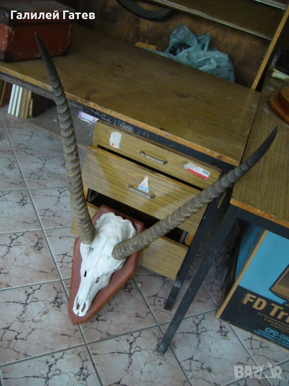 Рога от Антилопа Кудо, снимка 1