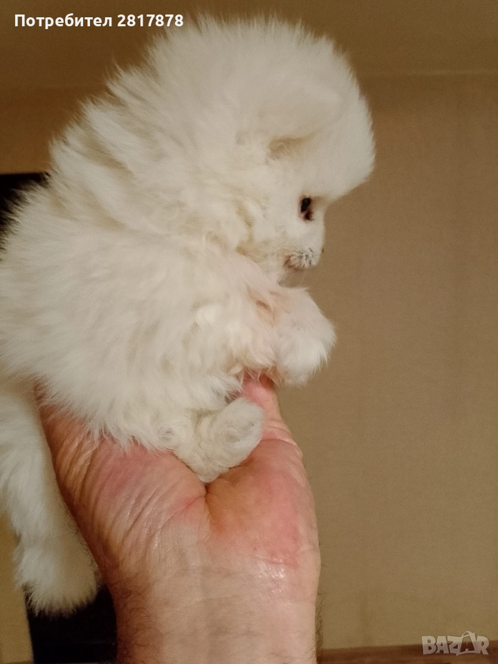 мини Померан на 45 дни , снимка 1