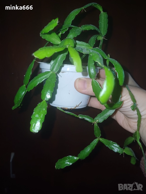 Цикламено коледниче., снимка 1