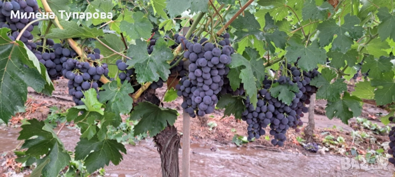 Грозде за ракия, снимка 1