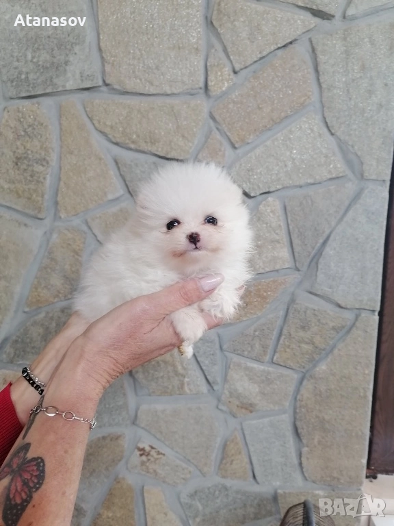 Померан Померанчета , снимка 1