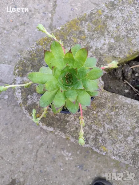 Продавам семпервивум , снимка 1