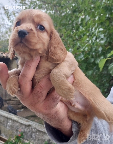 кокер шпаньол , снимка 1