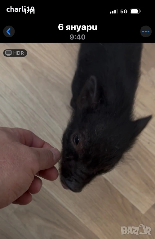 Мини виетнамско прасенце, снимка 1