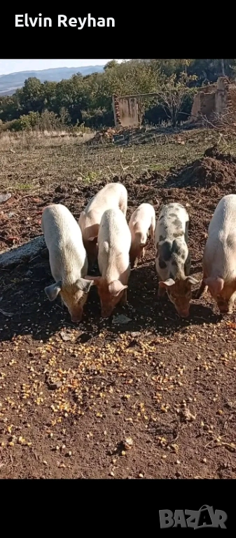 Прасета, снимка 1