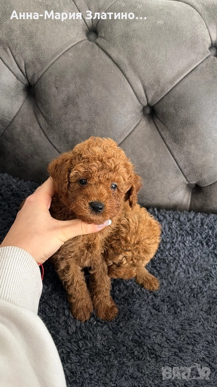 Той пуделчета, снимка 1