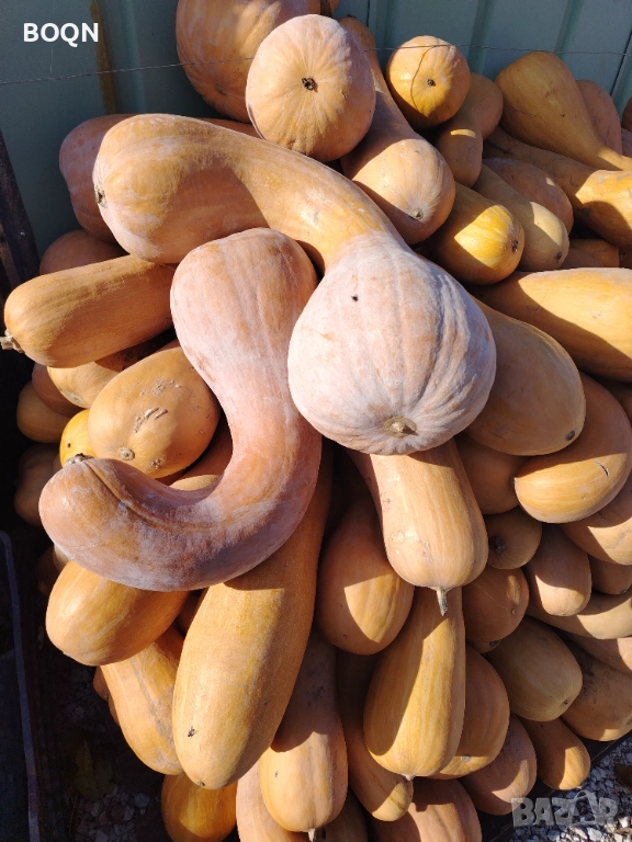 Тикви цигулка , снимка 1