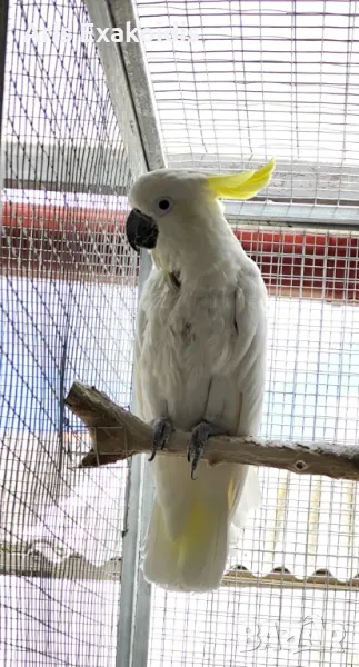 Sulfur crested cockatoo , снимка 1