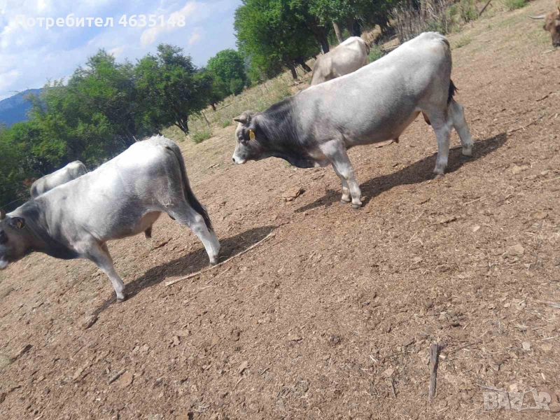 Телета, бици, снимка 1