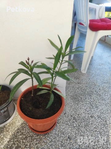 зокуми(олеандър), снимка 6 - Стайни растения - 50961931